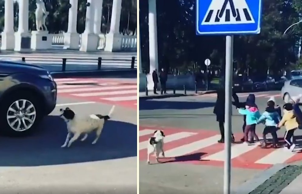 Çocukları Güvenli Bir Şekilde Karşıdan Karşıya Geçirmek İçin Arabaları Durduran Köpek