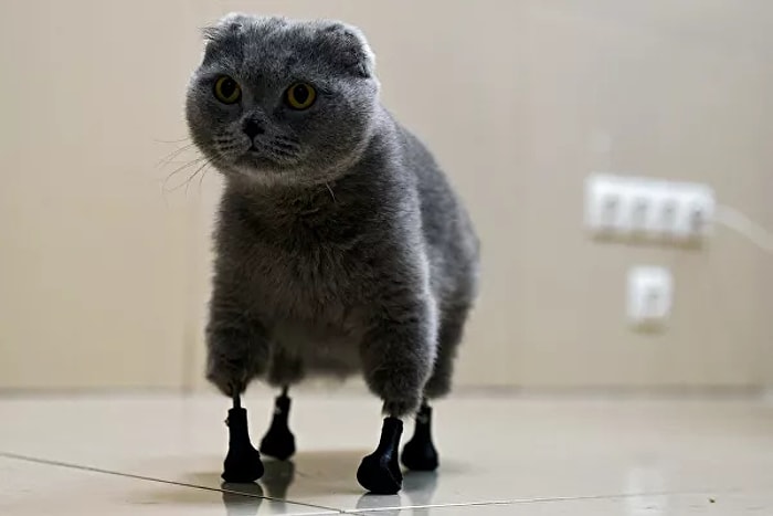 В Новосибирске кошке установили протезы на все четыре лапы