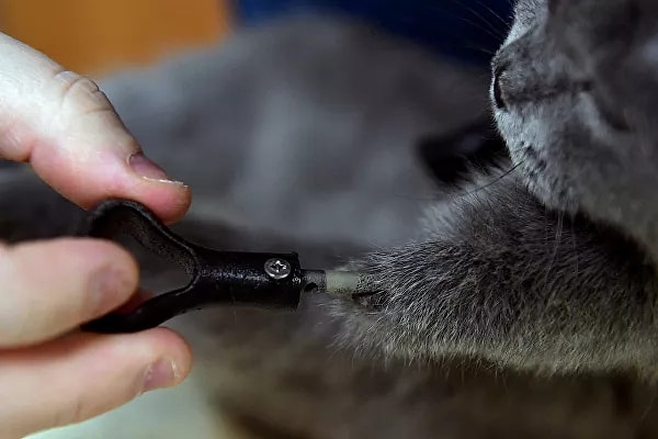 Хирург-ортопед Сергей Горшков, разработавший процедуру протезирования и технологию изготовления имплантов для кошек и собак, ранее изготовил протезы и для Рыжика.