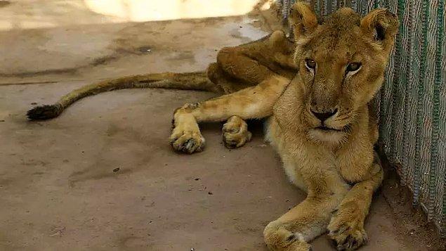 Geçtiğimiz pazar günü Sudan’ın başkentinde bulunan bir parkta yaşayan zor durumdaki aslanları kurtarmak için ses getiren bir internet kampanyası düzenlendi.