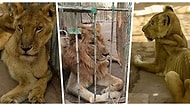 Sudan'da Bir Parkta Hasta ve Açlıktan Ölmek Üzere Olan Aslanlar İçin Başlatılan İnternet Kampanyası Umut Oldu!