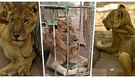 Sudan'da Bir Parkta Hasta ve Açlıktan Ölmek Üzere Olan Aslanlar İçin Başlatılan İnternet Kampanyası Umut Oldu!