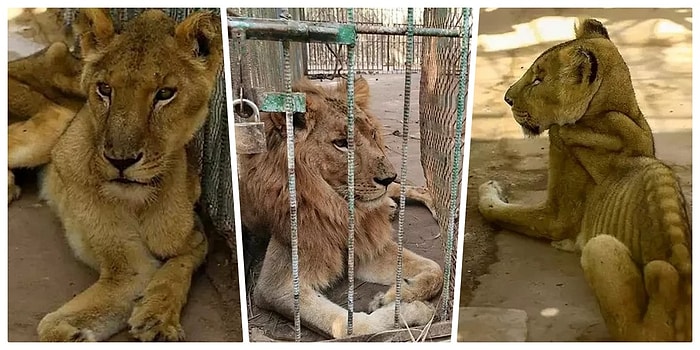 Sudan'da Bir Parkta Hasta ve Açlıktan Ölmek Üzere Olan Aslanlar İçin Başlatılan İnternet Kampanyası Umut Oldu!