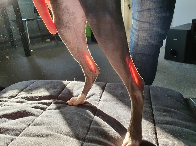 13. Güneş köpeğin bacaklarına vurmuş...