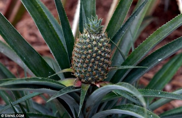 1. Kornişon Ananas: