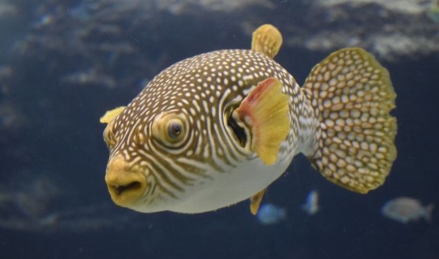 10. Fugu (Balon Balığı)