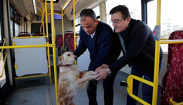 7. Antalya'da bir köpek soğuk nedeniyle halk otobüsüne sığındı. Yolcularla birlikte şehir turu atan köpek görenleri gülümsetti.