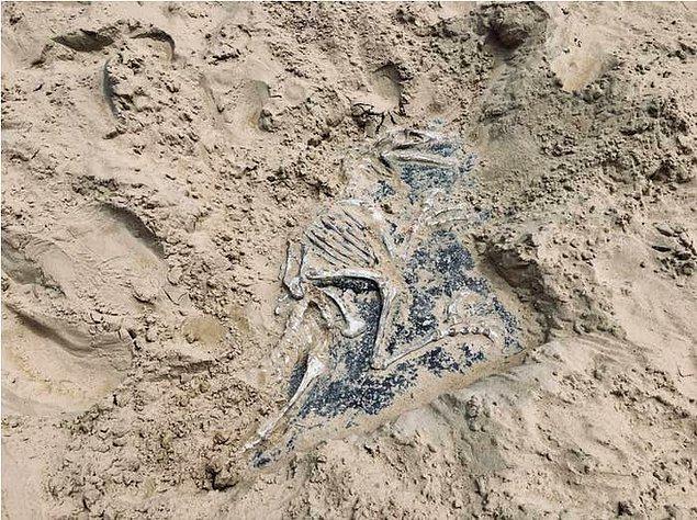 2. Çocukların kazıp bulmaları için kum havuzuna saklanan bir oyuncak dinozor fosili