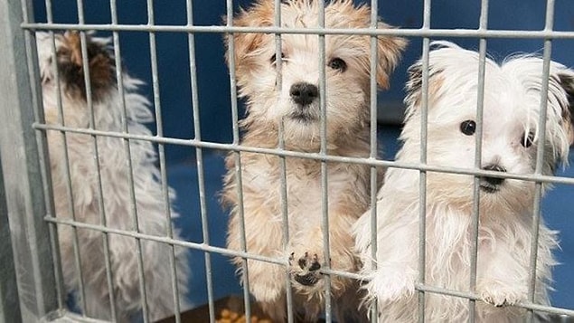 "Petshop aynı zamanda hayvanseverlerin de kontrol ettiği yerlerdir"