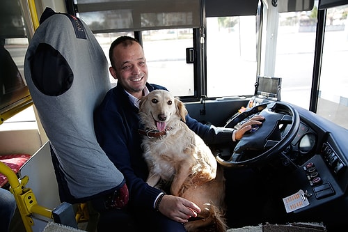 İnsan Dostunu Kaybeden ve Soğuktan Üşüyen Köpek Otobüse Sığındı