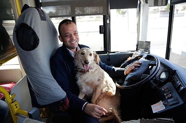 Sürücü misafir köpeği, insan dostuna kavuşması umuduyla Antalya Büyükşehir Belediyesi Sahipsiz Hayvan Geçici Bakım Evi personeline teslim etti.