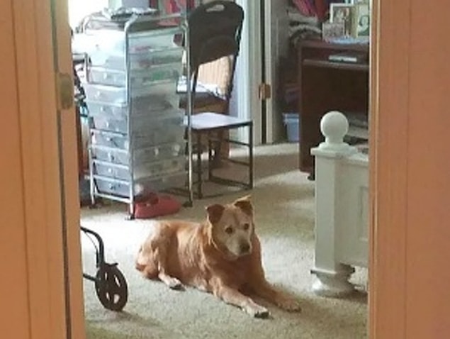 13. "Eşimin babaannesi geçtiğimiz gün odasında hayatını kaybetti. Onu her zaman koruyan köpeğim, tüm gün boyunca yolunu gözledi."