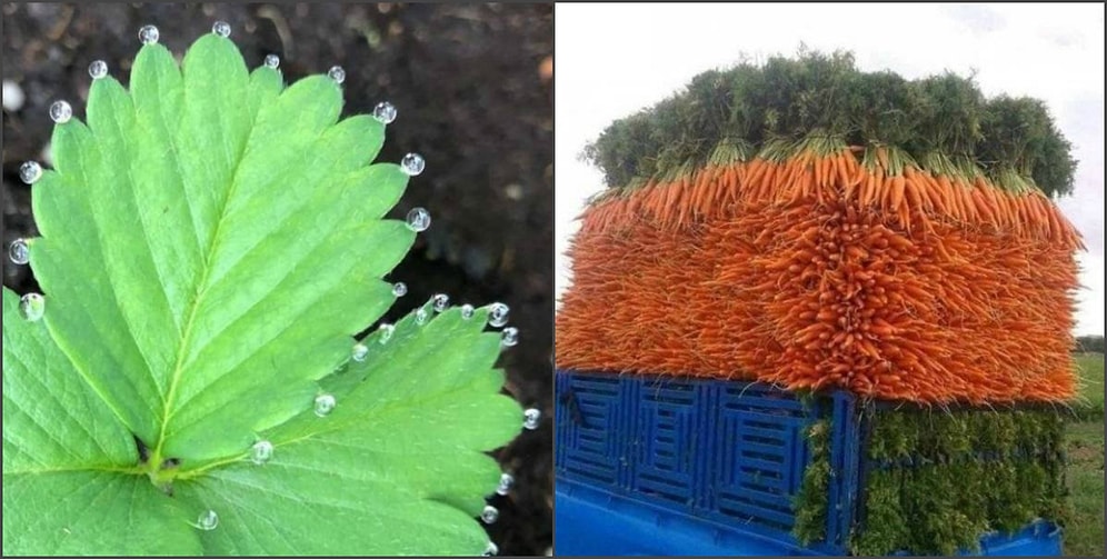 Фотографии, на которых запечатлена идеальность в 100% ее проявлении