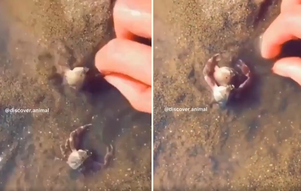 Koruma İçgüdüsü ile Hareket Eden Yengecin Gününüzü Neşelendirecek Görüntüsü!