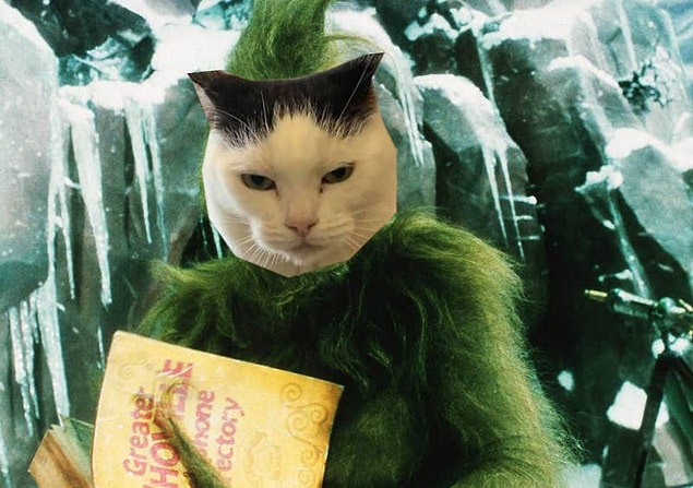 Lowery, 4 yaşındaki kedinin "Grinch karakteri gibi Noel arifesinde barınağa geldiğini ve hızlı bir şekilde barınağın hâkimi olduğunu" iddia etti. 😂