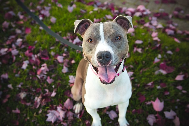 Özellikle yavru köpekler gün içinde çok kez tuvalet ihtiyacı duyacaklardır. Bu yüzden eğer tam zamanlı çalışıyorsanız, köpeğinize bir alan belirleyin ya da profesyonel bir eğitmen ile çalışın.