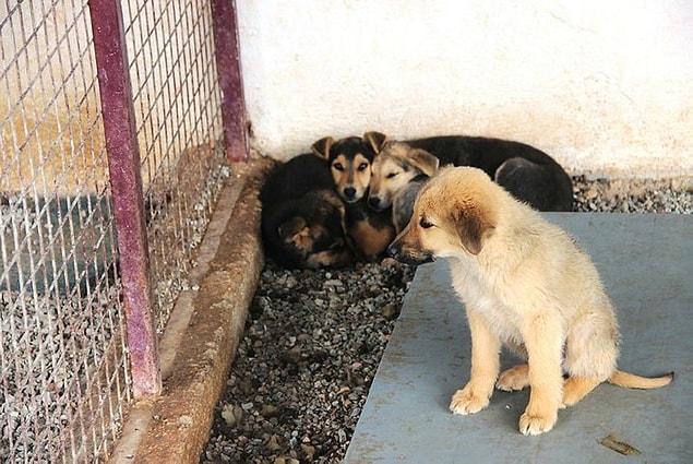 Köpeğim tasmasını çok çekiyor ne yapmalıyım?
