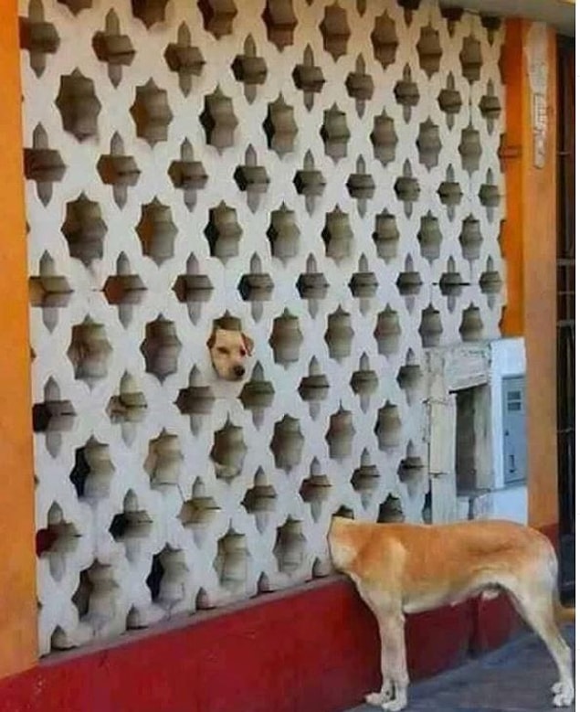 15. Bizi korkutmayın köpekler.