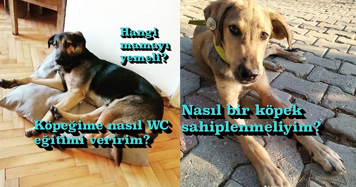 Köpeği Olanların ya da Sahiplenmek İsteyenlerin Eğitim, Besleme ve Sağlık Konusunda Bilmesi Gereken Her Şey