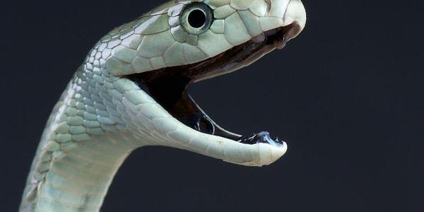 Kara mamba, Elapidae familyasından son derece saldırgan ve zehirli bir yılan türüdür. Anavatanı Afrika olup, dünyanın ikinci en uzun zehirli yılanıdır.