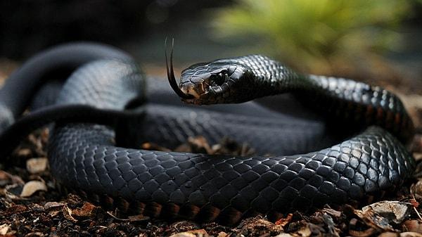 Kara mambanın karada yaşayan en hızlı yılan olduğu bilinmektedir. İddialara göre saatte 20 km. civarı bir hıza ulaşabilir.