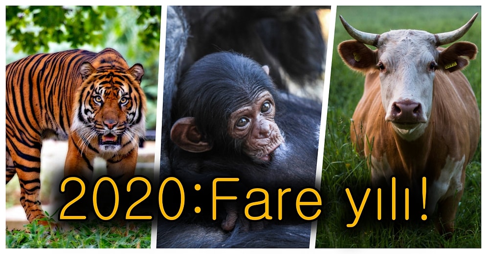 Güneş Burcunuzdan Sonra Bir de Çin Burcunuza Bakalım Dedik: Çin Astrolojisine Göre 2020 Yılı Sizin İçin Nasıl Geçecek?