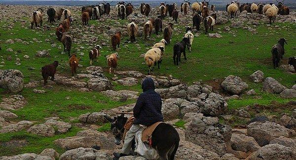 8. Tarım ve Orman Bakanlığı, Elazığ ve Malatya’da depremde hayvanları telef olan vatandaşlara hayvan ve yem desteği vereceğini açıkladı. Tarım ve Orman Bakanlığı'ndan yapılan yazılı açıklamaya göre, büyükbaş ve küçükbaş hayvan dağıtımı bugün itibarıyla başlıyor.