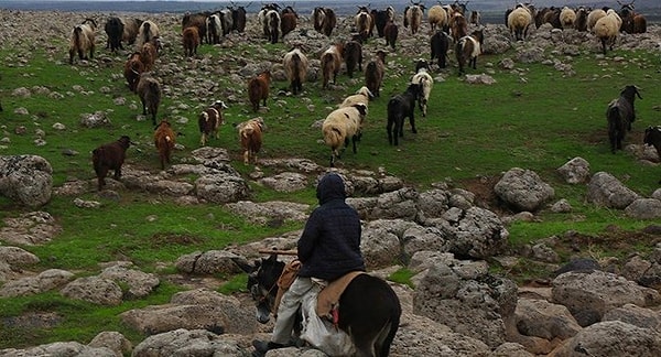 8. Tarım ve Orman Bakanlığı, Elazığ ve Malatya’da depremde hayvanları telef olan vatandaşlara hayvan ve yem desteği vereceğini açıkladı. Tarım ve Orman Bakanlığı'ndan yapılan yazılı açıklamaya göre, büyükbaş ve küçükbaş hayvan dağıtımı bugün itibarıyla başlıyor.