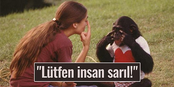 İnsanlar Dışında İlk Kez İşaret Dilini Kullanan Şempanze Washoe'nun İlham Verici Hayat Öyküsü