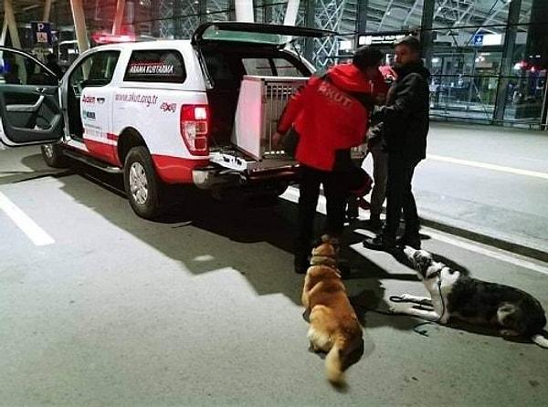 Geçtiğimiz gün Elazığ'da yaşanan depremin ardından enkaz çalışmalarına katılan AKUT ekibinin köpekleri çok konuşulmuştu. AKUT köpekleri, enkazdan canların çıkartılmasında büyük bir rol oynadı.