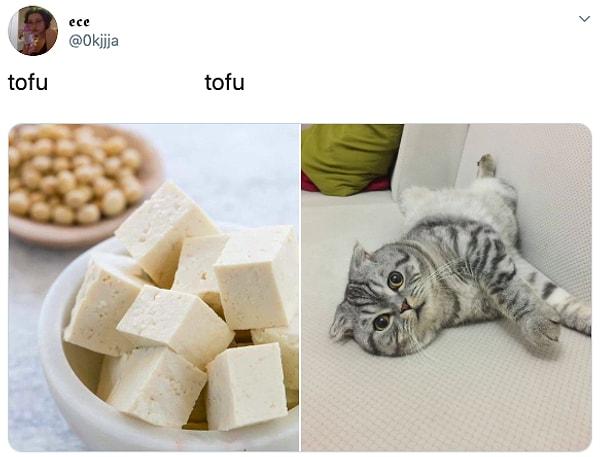 9. Kediye bakınca direkt tofu canlanıyor insanın gözünde.