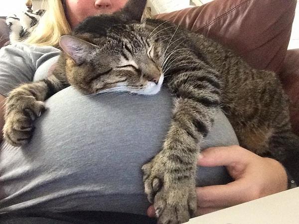 4. "Kedim sonunda hamile oluşumu kabul etti."