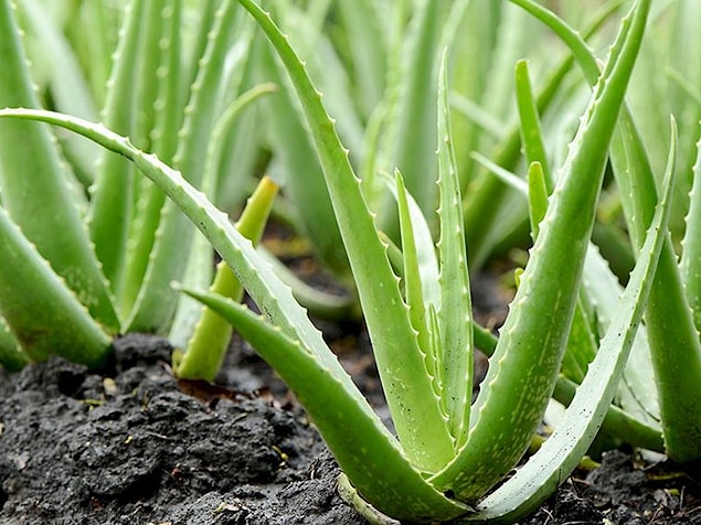 Aloe Vera