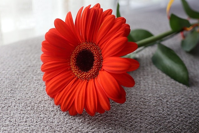 Gerbera çiçeği