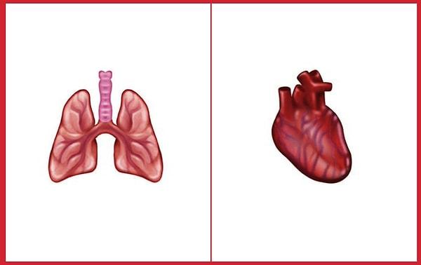 Anatomik Kalp ve Akciğer