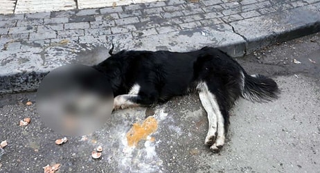 Ankara'da 20 Sokak Hayvanını Zehirleyerek Öldüren Kasap Serbest Bırakıldı