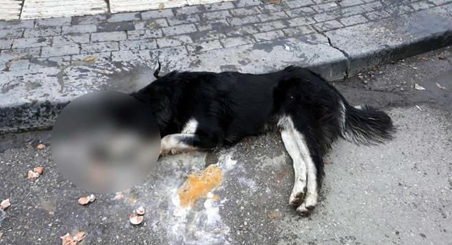 Ankara'da 20 Sokak Hayvanını Zehirleyerek Öldüren Kasap Serbest Bırakıldı