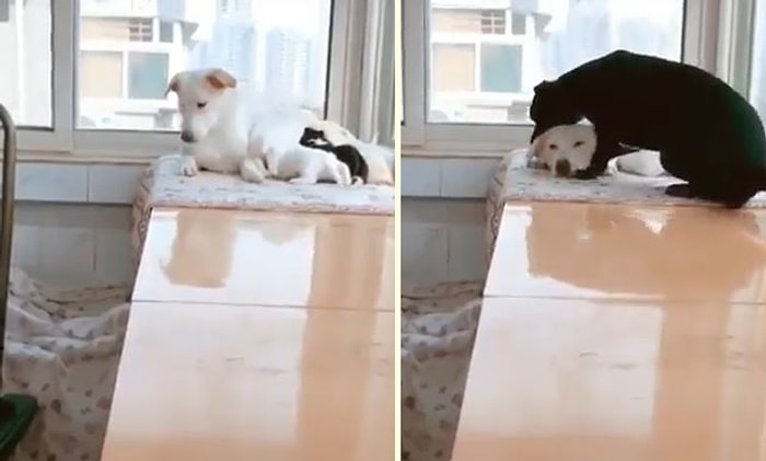 Yavrularını Besleyen Eşine Yiyecek Getiren Köpek!