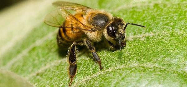 7. Eğer peşinizde katil arılar varken suya atlayıp dibe dalarsanız, dışarıda size tekrar saldırmak için yüzeye çıkmanızı bekleyeceklerdir.