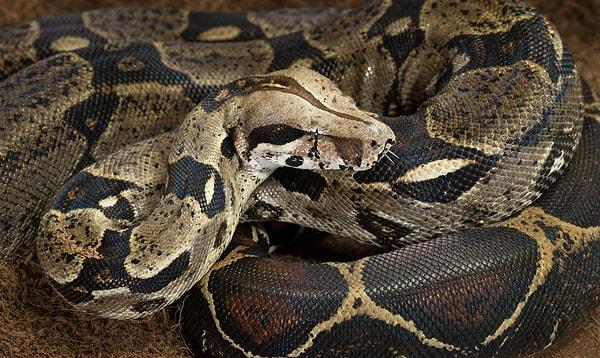 8. Boa yılanıyla karşılaşmanız durumunda ölü taklidi yapmanız hiçbir işinize yaramayacaktır çünkü kalp atışınızı duyabilirler.