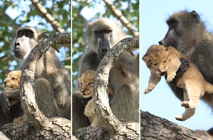 Yavru Aslanı Evlat Edinen Babunun Doğal Yaşam Parkında Kaydedilen Görüntüleri!