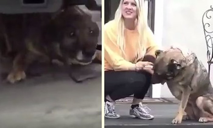 Zor Şartlar Altında Yaşam Mücadelesi Veren Köpeğe Yardım Elini Uzatan Kadın!