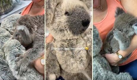 Annesini Yangında Kaybeden Koalanın Bir Peluş Koalaya Sarıldığı Duygu Dolu Anlar!