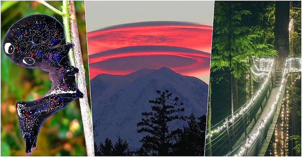 Büyük İhtimalle İlk Defa Görüyor Olmanıza Rağmen, Aklınıza Mıh Gibi Kazınacak 21 Görüntü