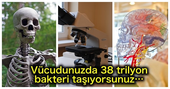 Kendi Bedeniniz Hakkında Daha Önce Duymadığınız Birbirinden Şaşırtıcı 20 Bilimsel Gerçek