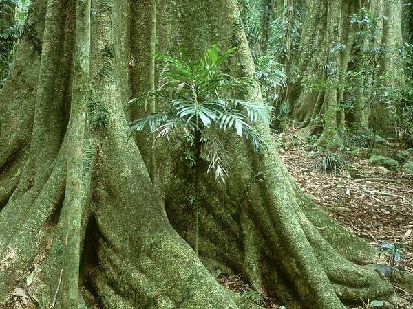 3. Avustralya'da bulunan bu bitkinin adı Gympie-Gympie(dendrocnide excelsa)'dir. Üzerinde bulun küçük dikenlerde sinirlere zarar veren zehirli bir madde bulunur.