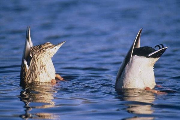 5. İngilizce'de 'duck' fiili 'dalmak, eğilmek' anlamına gelir. Bu suya dalma hareketleri yüzünden ördeklere de 'duck' denilmiştir.