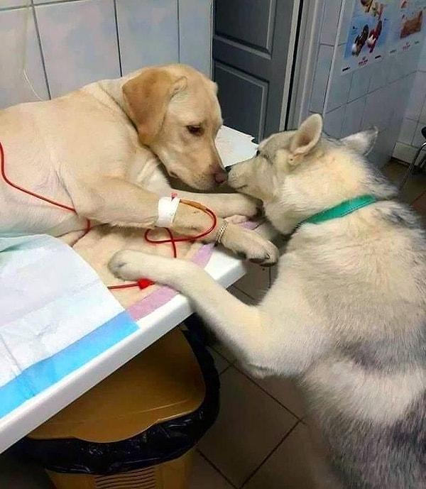 1. Bu tatlı köpek, veterinere hasta gelen köpeklerin başında durup onları rahatlatıyormuş! 😍