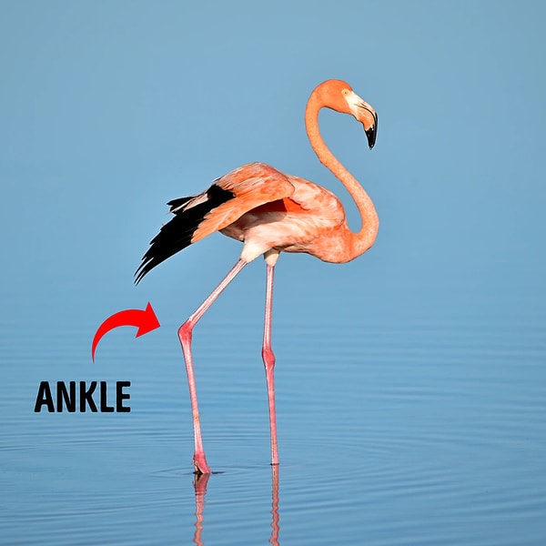 3. Flamingolar, dizlerini değil ayak bileklerini bükerler.