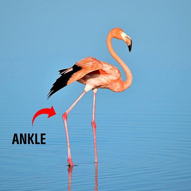 3. Flamingolar, dizlerini değil ayak bileklerini bükerler.